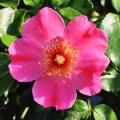 Rosa Rubiginosa